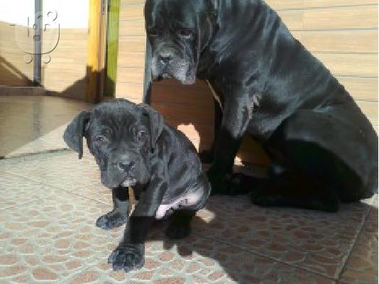 cane corso